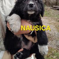 Cucciole meticce 2 mesi