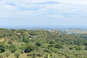 Uliveto di circa 3200 mq a Simeri