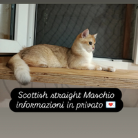 Gatto scottish straight Maschio