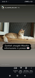Gatto scottish straight Maschio
