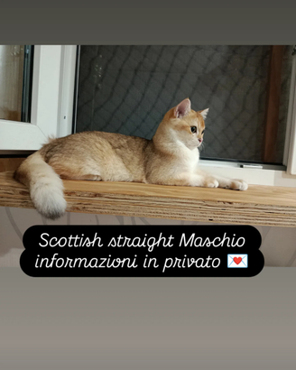 Gatto scottish straight Maschio