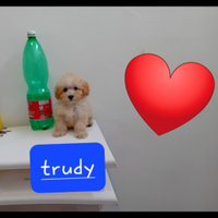 Cuccioli di barboncino toy