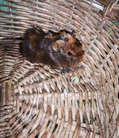 Cavie peruviane /porcellini dindia