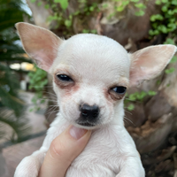 Cuccioli chihuahua pura razza