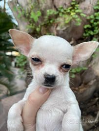 Cuccioli chihuahua pura razza