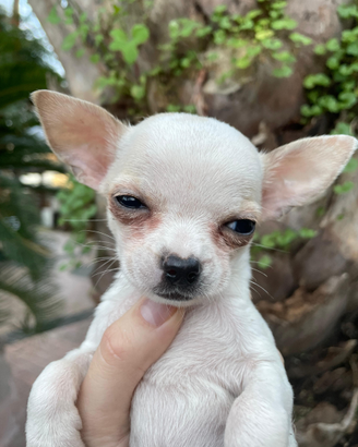 Cuccioli chihuahua pura razza