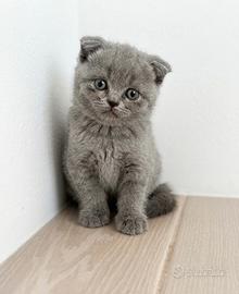 Cuccioli di Scottish Fold/Straight
