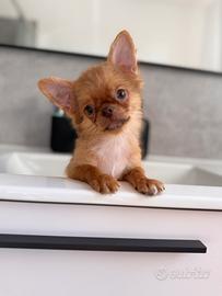 Maschietto chihuahua