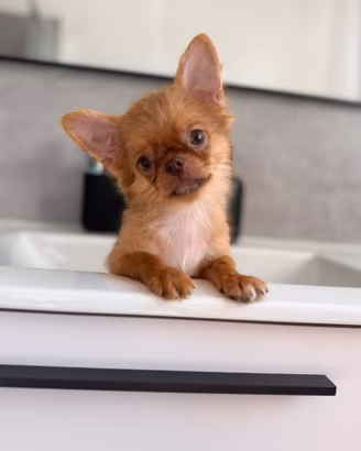 Maschietto chihuahua