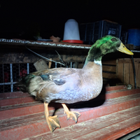 Germano Reale incrocio