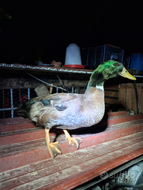 Germano Reale incrocio