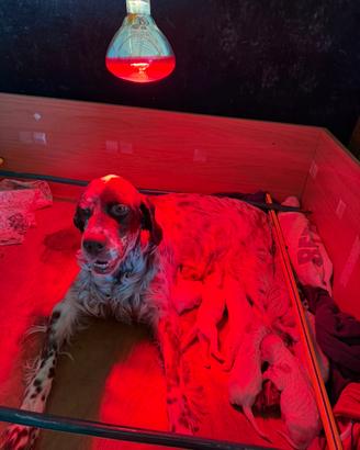 Cuccioli Setter inglese