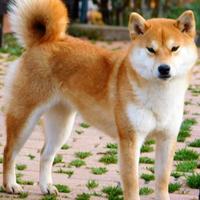Stupenda giovane Shiba