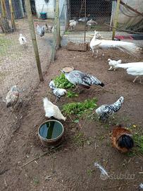 Pulcini di moroseta bianchi