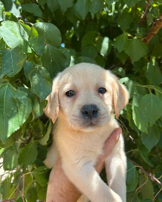 Labrador di casa luys