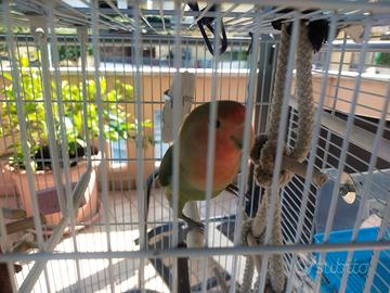 Pappagallo inseparabile