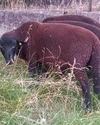 Agnello non da riproduzione