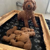 Barboncino cuccioli rosso fulvo red