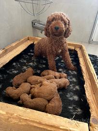 Barboncino cuccioli rosso fulvo red