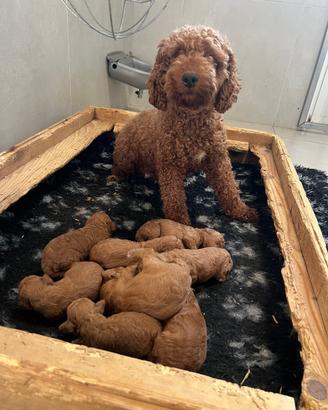 Barboncino cuccioli rosso fulvo red