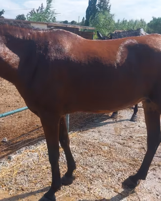 cavalli