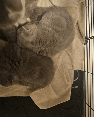 British Shorthair