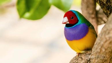 Diamanti di gould