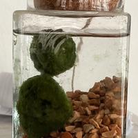 Vaso con “Marimo”