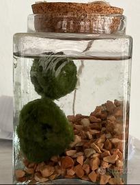 Vaso con “Marimo”