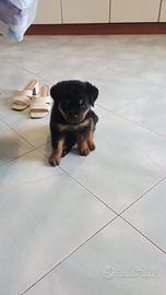 Rottweiler