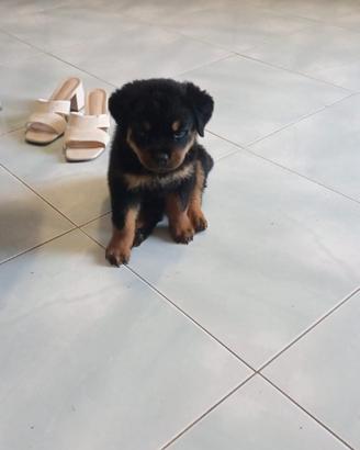 Rottweiler