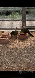 Turaco cresta rossa