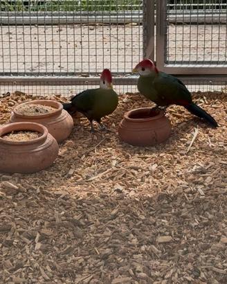 Turaco cresta rossa