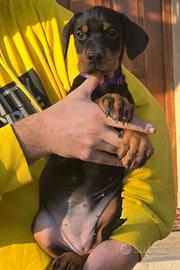 Cucciola Dobermann super selezionata