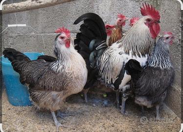 Galline Valplatani