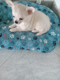 Cucciolo chihuahua