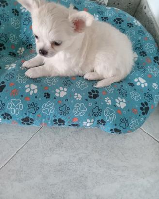 Cucciolo chihuahua
