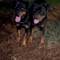 Cuccioli di rottwailer