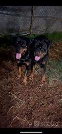 Cuccioli di rottwailer