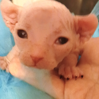 Cuccioli di Sphynx