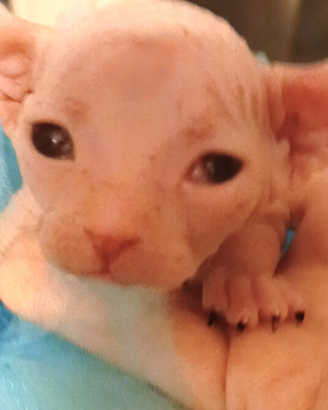 Cuccioli di Sphynx