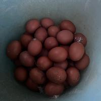 Galline ?