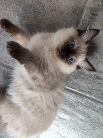 Cuccioli di Ragdoll 