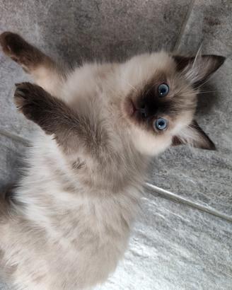 Cuccioli di Ragdoll 