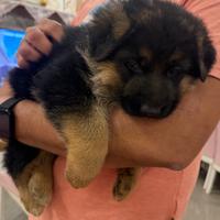 Cucciolata di pastore tedesco con il pedigree