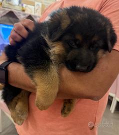 Cucciolata di pastore tedesco con il pedigree