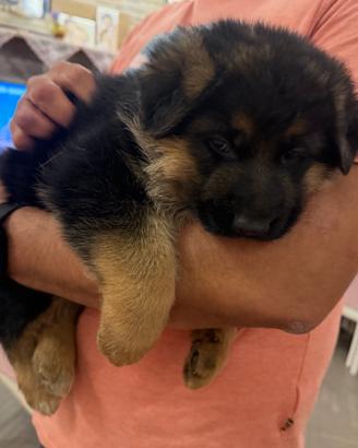 Cucciolata di pastore tedesco con il pedigree