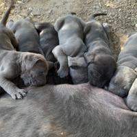 Cuccioli cane corso