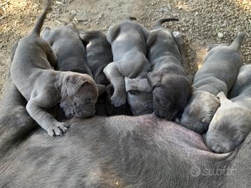 Cuccioli cane corso