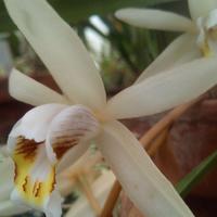 Orchidea Coelogyne Flaccida